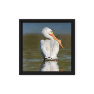 Regal Reflection - American White Pelican Print