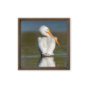 Regal Reflection - American White Pelican Print - Image 2