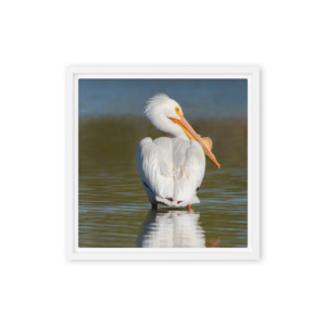 Regal Reflection - American White Pelican Print - Image 3